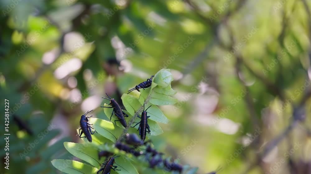Poster close up on lubber grasshoppers eating and clinging to the tip of a fern as it moves around in the b