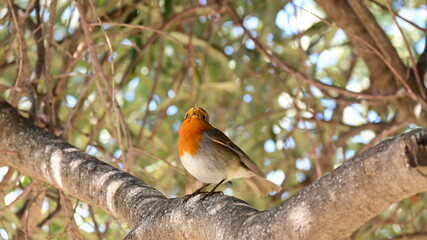 silvestre