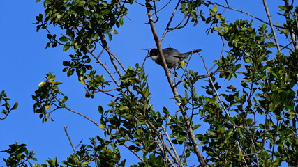 Pajaro