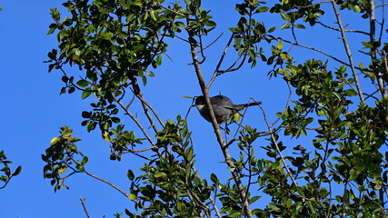 Pajaro 