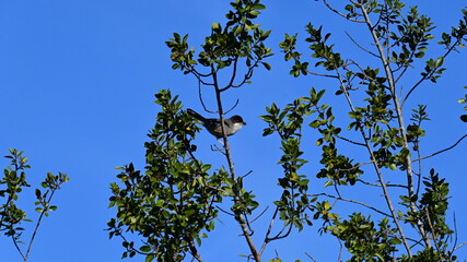 pajaro