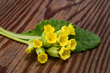 Cowslip Primrose flowers  on wood