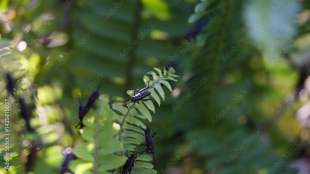 Poster close up on two large lubber grasshoppers clinging to the tip of a fern as it moves around in the br