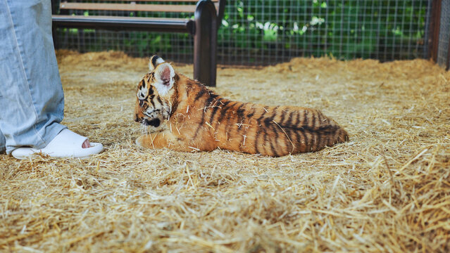 Tiger cub resting on straw in zoo enclosure near zookeeper's feet