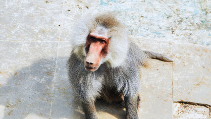 Hamadryas baboon perching on concrete floor, scanning environment with keen, intelligent expression during alert observation