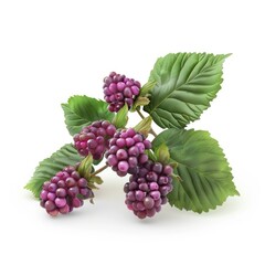 Fototapeta premium Close-up of a cluster of purple berries with leaves.