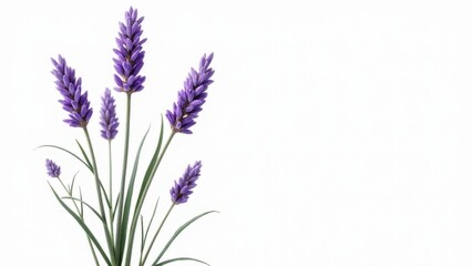 Obraz premium Lavender Stalks On A White Background