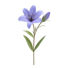 Naklejka premium Delicate, lavender lily stem with two buds.