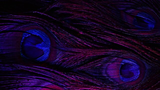 Feathers of tropical peacock bird. Macro close-up view. Beautiful animals. color accuracy of nature