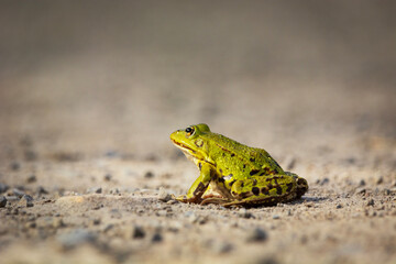 A water frog is sitting on the ground