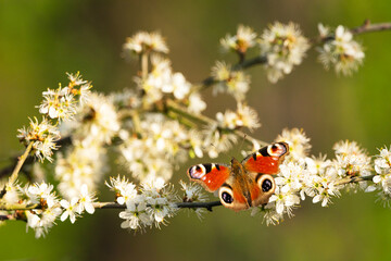 A peacock butterfly sits on a branch of a fruit tree with white flowers