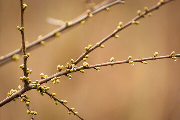 Raindrops on the buds of the tree branches