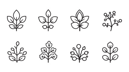 Sedum line art illustration simple nature design for home decor