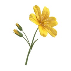 Fototapeta premium Vibrant yellow flower with two buds on a slender stem.