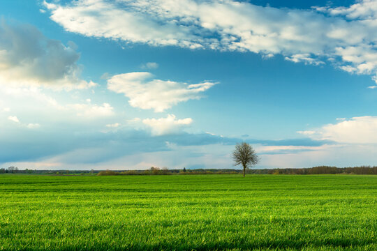 A lonely tree growing in a green field and clouds in the blue sky