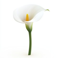 Elegant white calla lily, perfectly rendered.