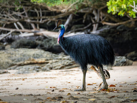 Southern Cassowary in the wild