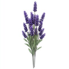 Obraz premium A beautiful lavender flower 3d Clipart front view isolated on a white background