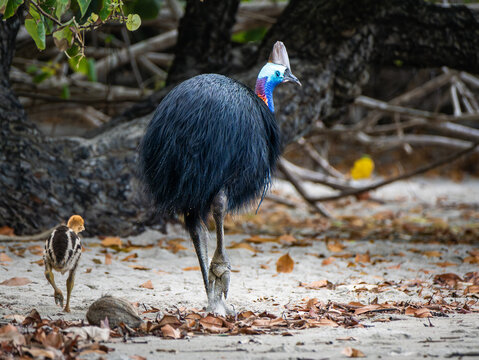 Southern Cassowary in the wild