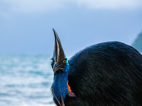 Southern Cassowary in the wild