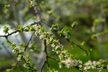 blossoming apple tree