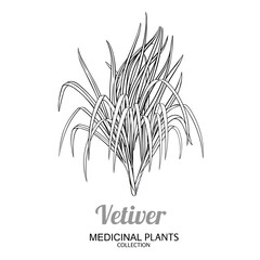 Vetiver Plant Outline Illustration. Essential oil ingredient for cosmetics, spa, aromatherapy, health care, alternative medicine. Vector isolated for design or decoration.