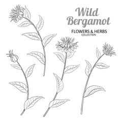 Wild Bergamot Plant with Flowers and Leaves Outline Illustration. Essential oil ingredient for aromatherapy, health care, alternative medicine. Vector isolated for design or decoration.