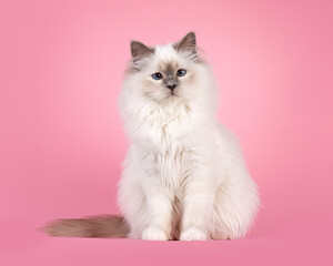Adorable blue point Sacred Borman cat, sitting up facing front. Looking towards camera with breed specific blue eyes. Isolated on a soft pink background.