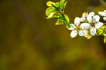 Flowering branch with white flowers on blurred spring background. Vertical composition with space for text.