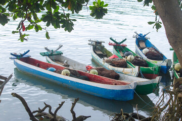 Obraz premium East Sumba – 04. 20. 2025 – Colorfully painted boats equipped with fishing gear are parked at the mouth of the river near the Kawangu fishing village