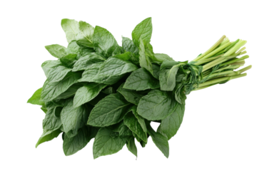 Fresh bunch of mint leaves