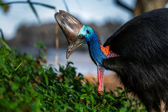 Southern Cassowary in the wild