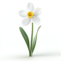 Obraz premium A beautiful Narcissus Minnow flower 3d Clipart, isolated on a white background