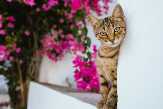 Cat Standing on a Window Framed by Blooming Bougainvillea in Milos, Greece