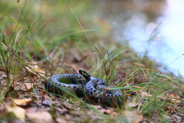 A venomous dangerous snake, a viper in the wild