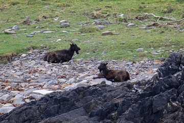 Wild mountain goats, on the Island of Scarborough, Argyl, Scottish Highlands.
