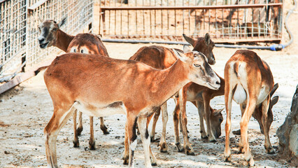 Mouflons huddling together in sunny zoo enclosure, showcasing natural herd behavior amid verdant landscape