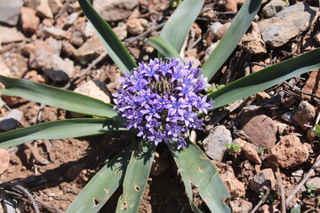 Giant Squill, Cuban lily, Scille du Pérou, Jacinto estrellado, Cila do peru, Scilla maggiore, Peruanischer Blaustern - Scilla peruviana - Asparagaceae