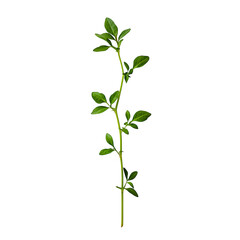 Fototapeta premium Isolated small plant on a white background