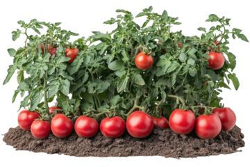 Ripe tomatoes on the plant