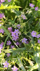 Sand Spurrey, Purple sandwort, Spergulaire rouge, Sabline rouge - Spergularia rubra - Caryophyllaceae, Caryophyllacées