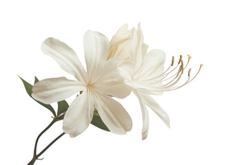 White flower close up view