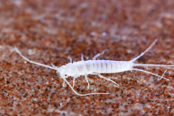 silverfish  is an unusual insect at home, macro