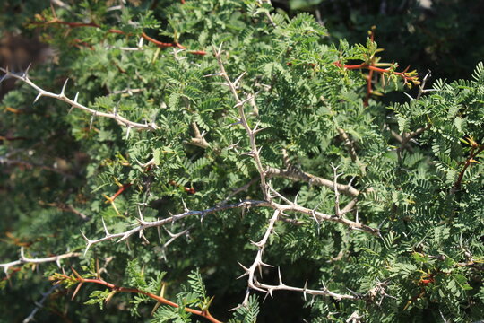Morroco gum, White Gum Acacia, Acacia &agrave; gomme blanche, Gommier du Maroc - Vachellia gummifera - Fabaceae, Fabac&eacute;es