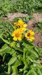 American Dogweed, Verb&eacute;sine fausse enc&eacute;lie - Verbesina encelioides - Ast&eacute;rac&eacute;es, Asteraceae