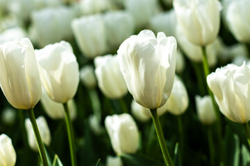 white tulips in the garden