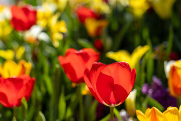 Obraz premium red and yellow tulips