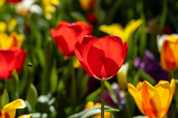 Obraz premium red and yellow tulips