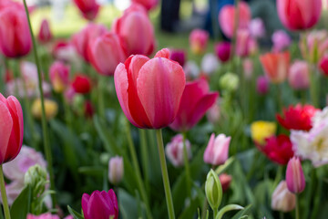 red tulips in the garden