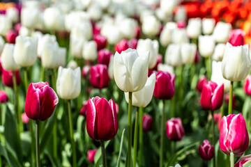 A beautiful view of a tulip field in full bloom at Keukenhof  Netherlands